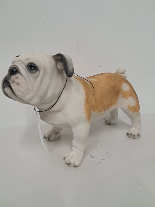 Bulldog - Standing No Collar