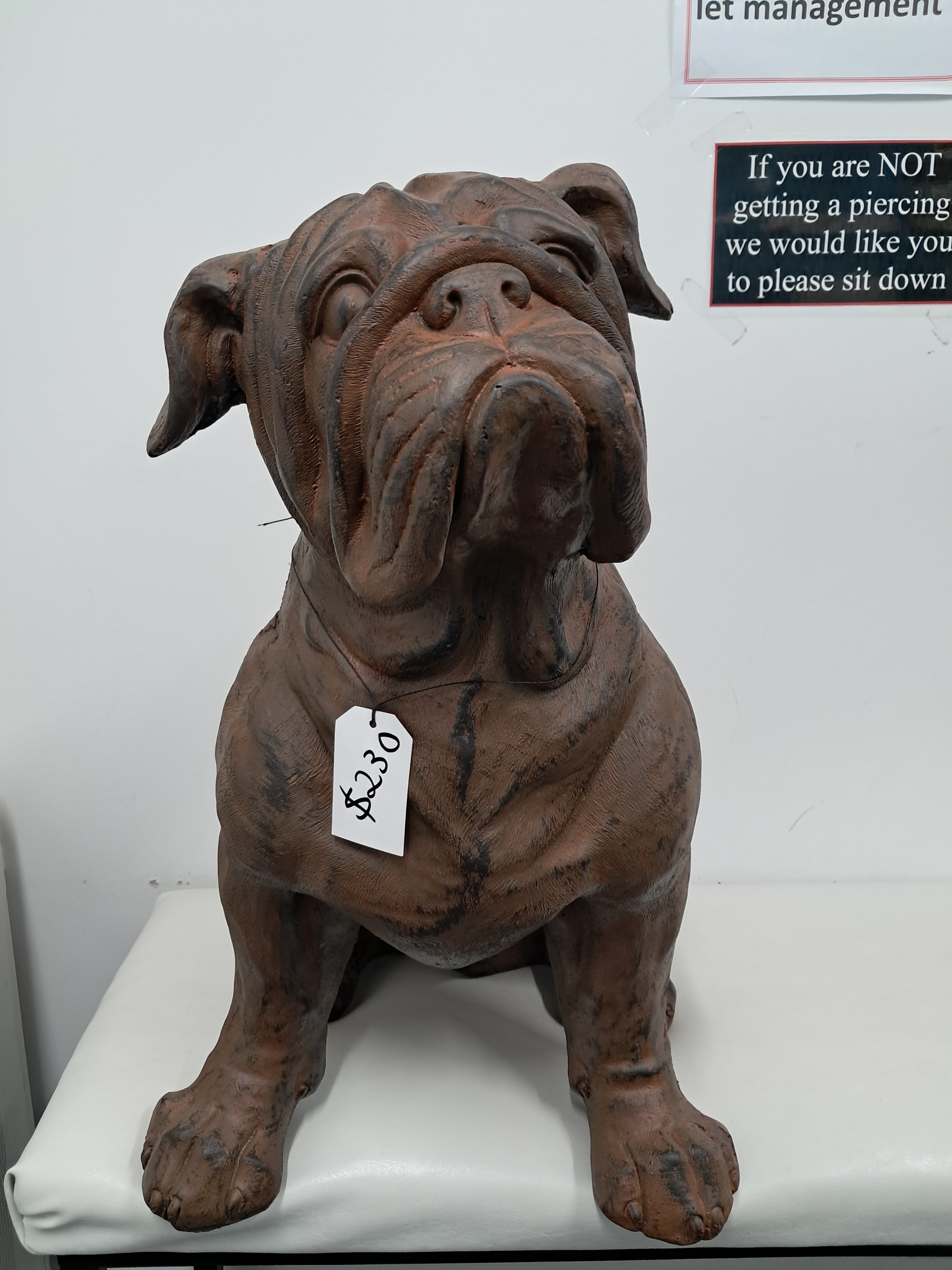 Bulldog - Sitting Red